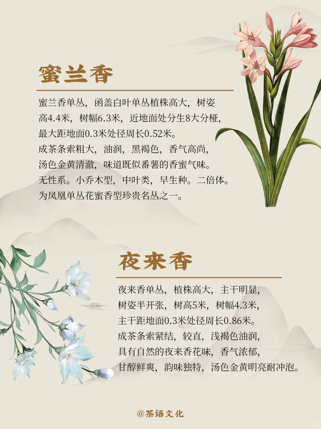 茶中香水|看完秒懂凤凰单丛十大香型！