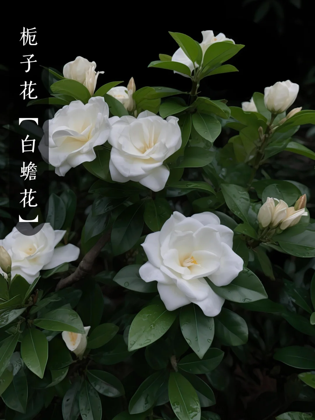 花香科普|大自然的香水花都有哪些?