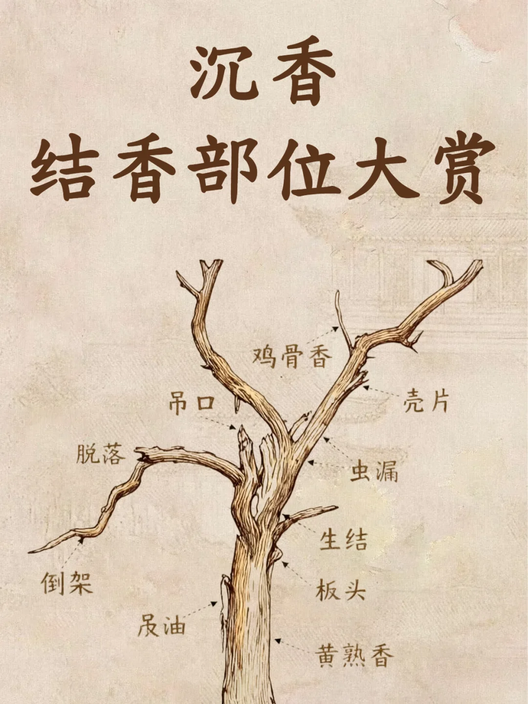 别瞎买沉香‼️结香 3 类记好，进阶老玩家