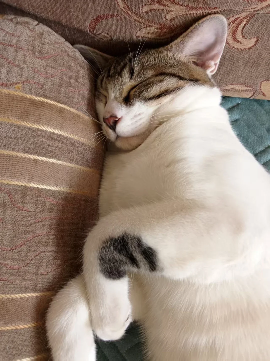 穷养猫之吃什么…五六块钱一斤的猫粮