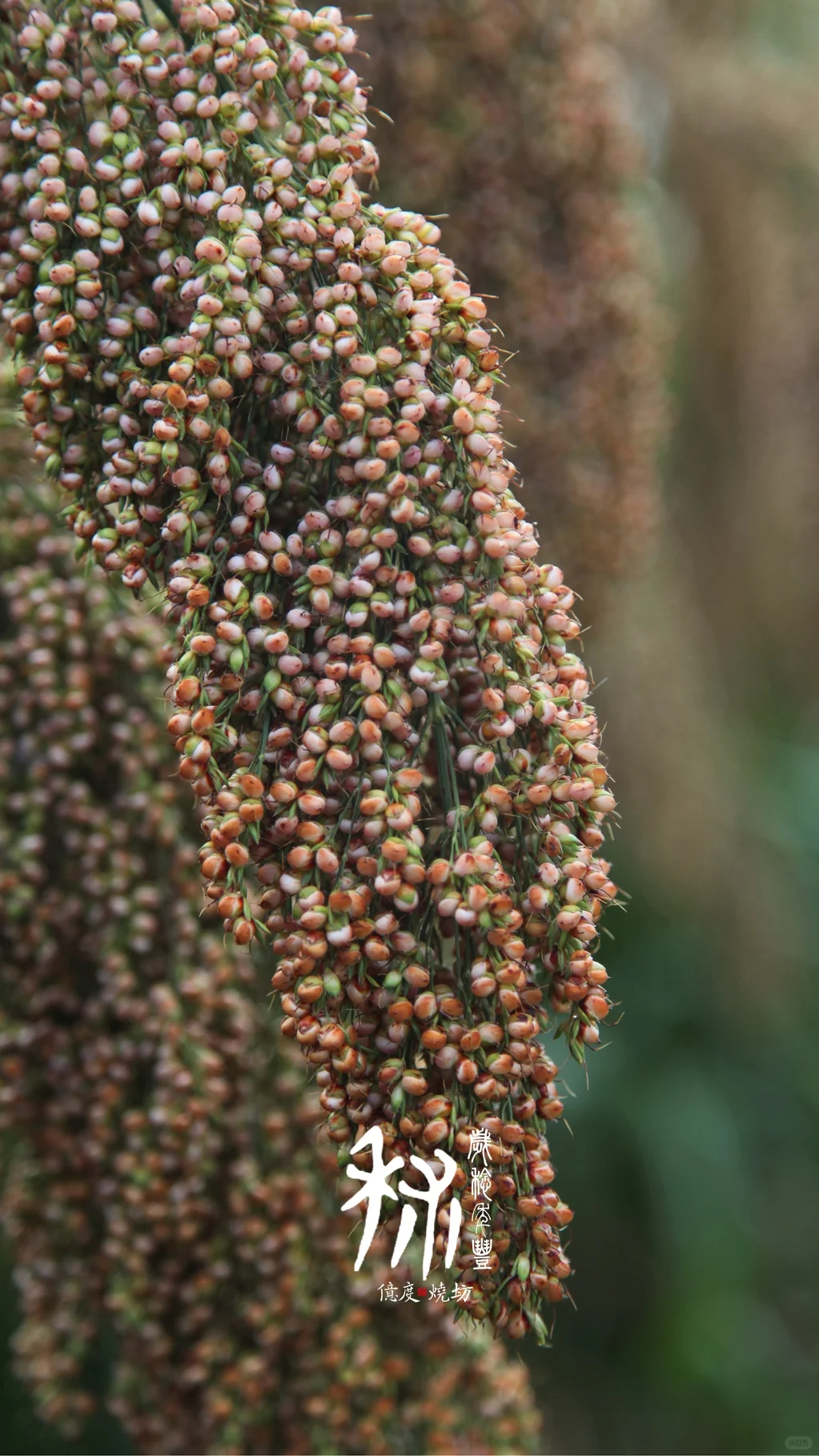 茅台镇的小红樱子糯高粱熟了