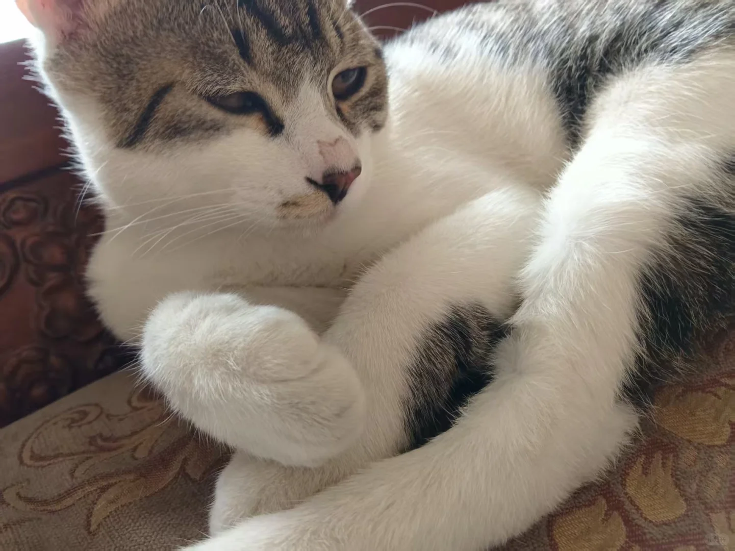 穷养猫之吃什么…五六块钱一斤的猫粮