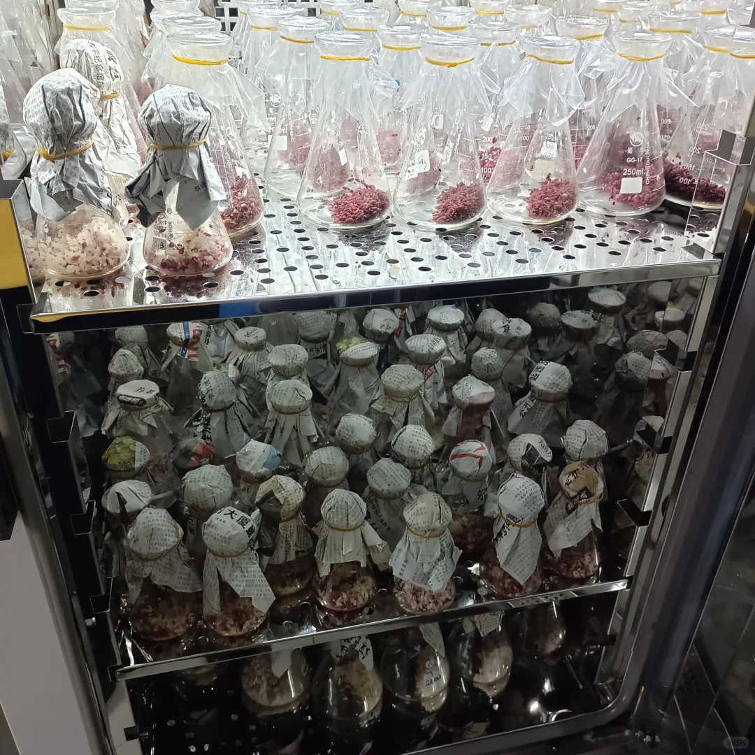 红曲菌固态发酵，忙碌的一天天