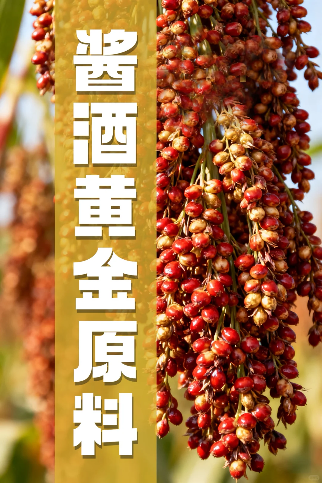 酱酒千亿风味的核心密码，就藏在这粒“红珠