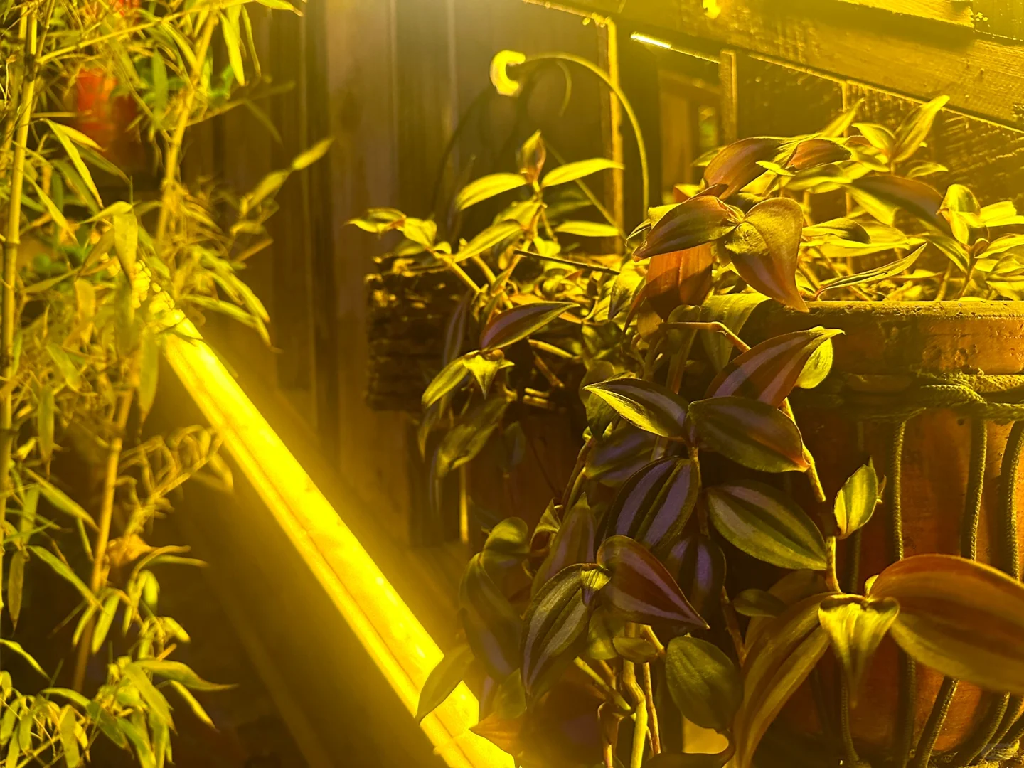 竹叶青黑玻竹酒 | 女孩子的第一杯白酒?