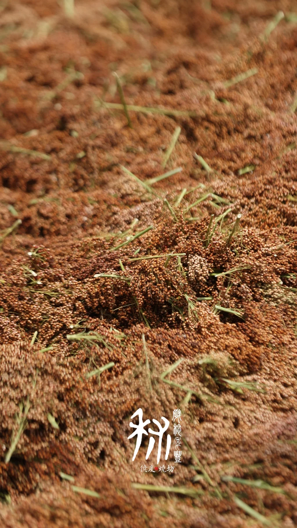 茅台镇的小红樱子糯高粱熟了