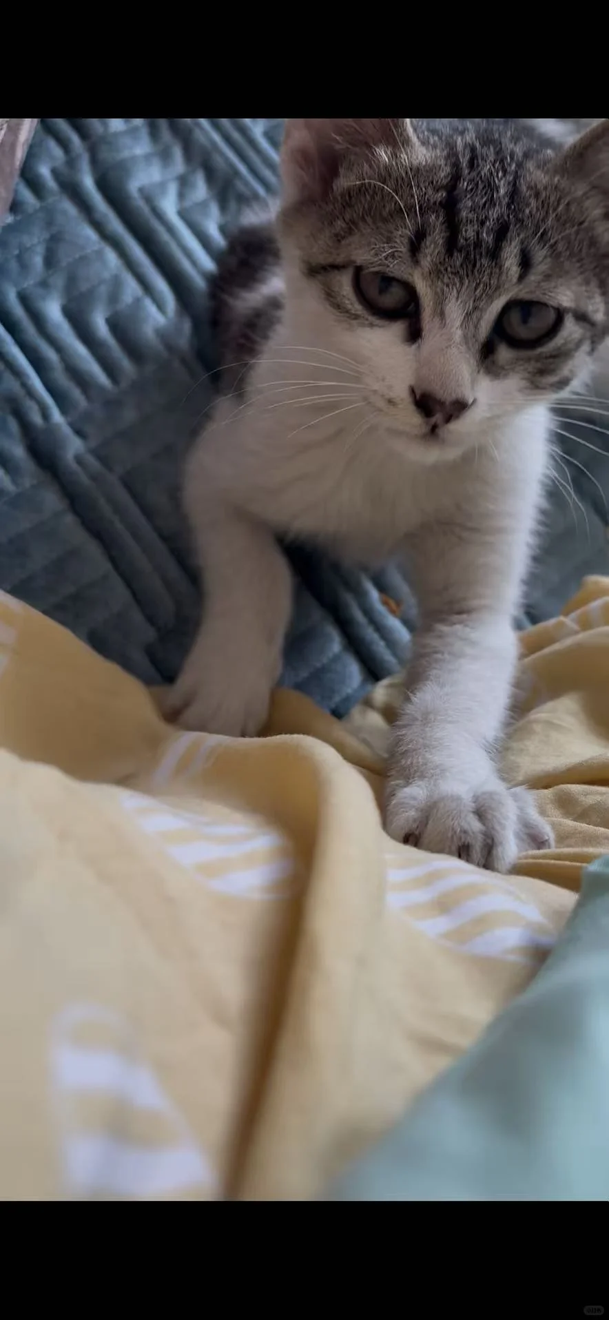 穷养猫之吃什么…五六块钱一斤的猫粮