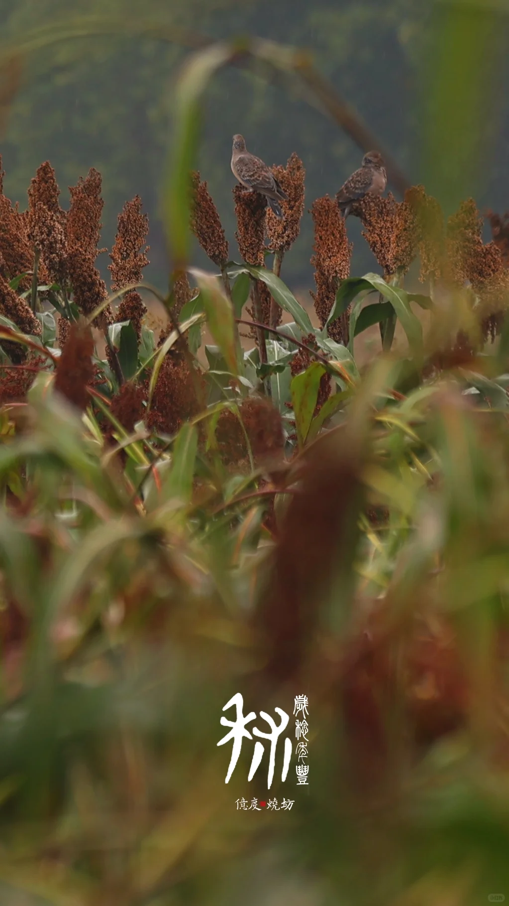 茅台镇的小红樱子糯高粱熟了