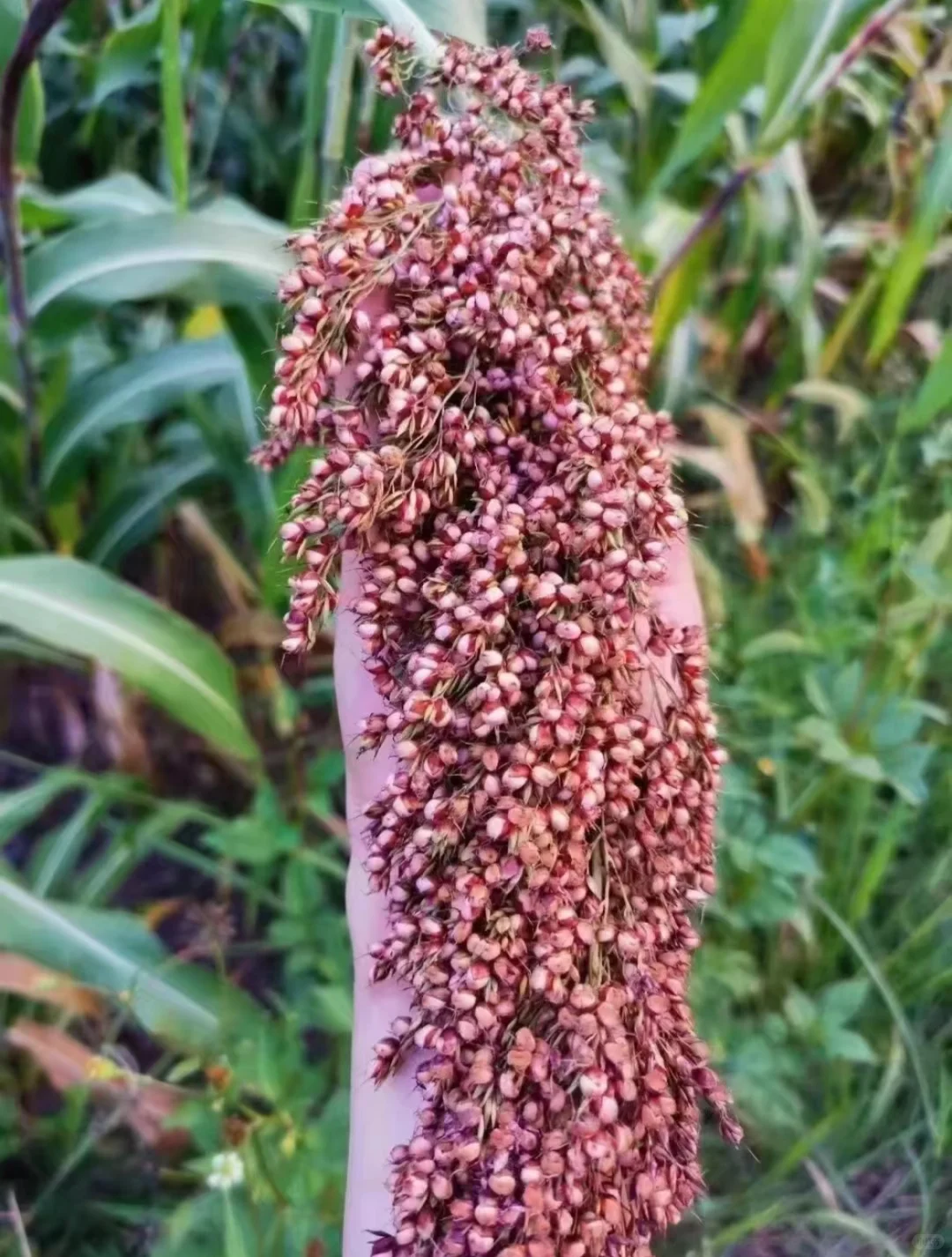 一粒粮食千滴汗——纯粮酒