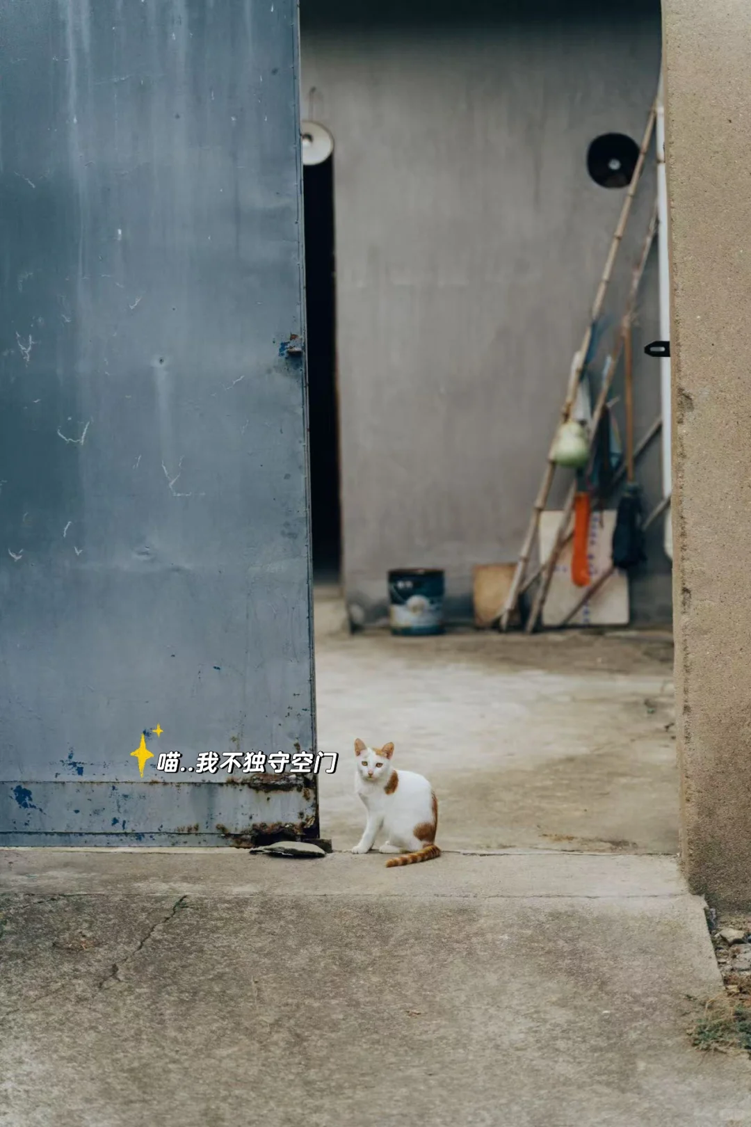 个人IP是你的终生事业，别把饭碗交给任何人