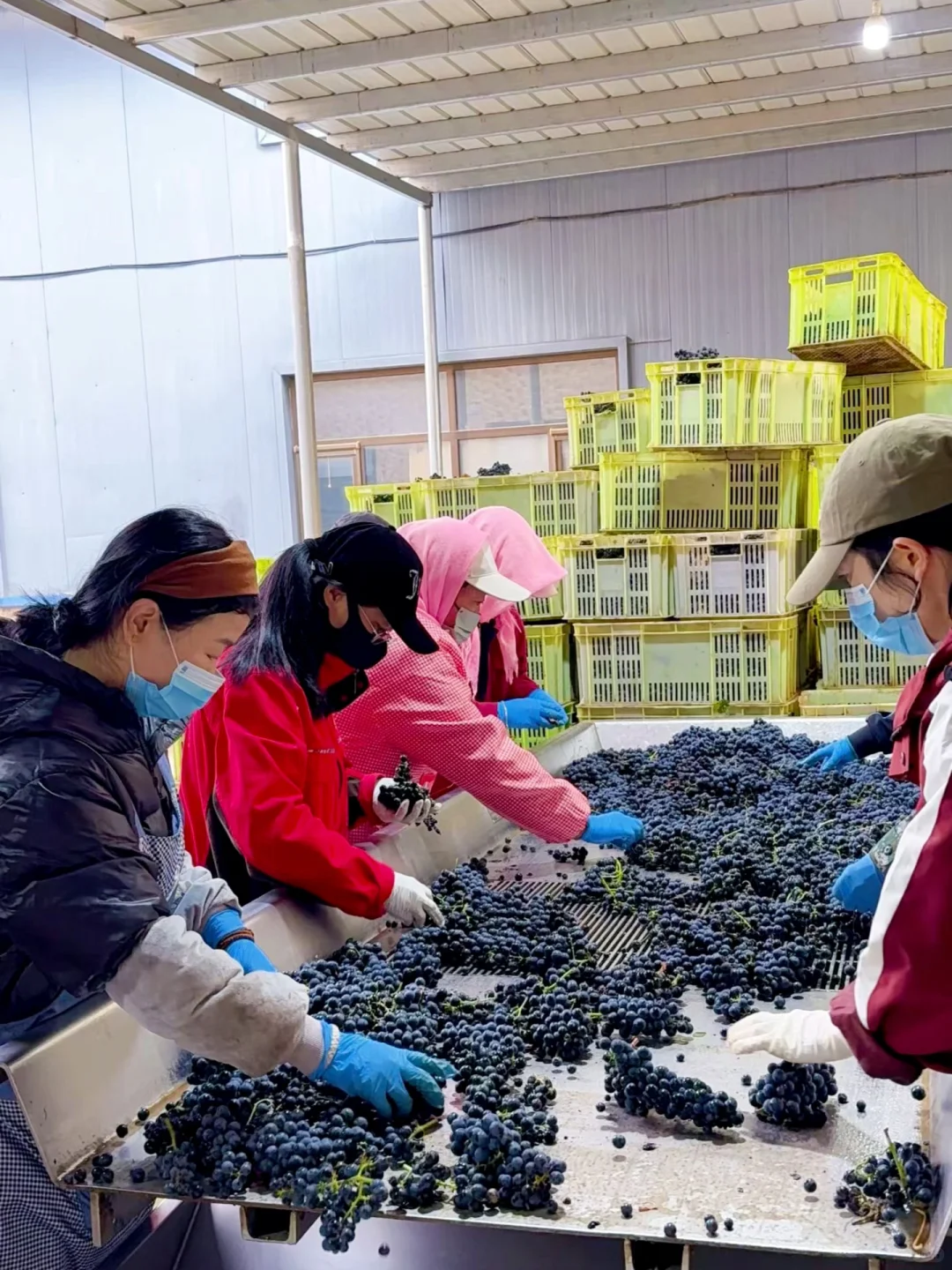 宁夏口粮红酒天花板 | 真酒！便宜！好喝！