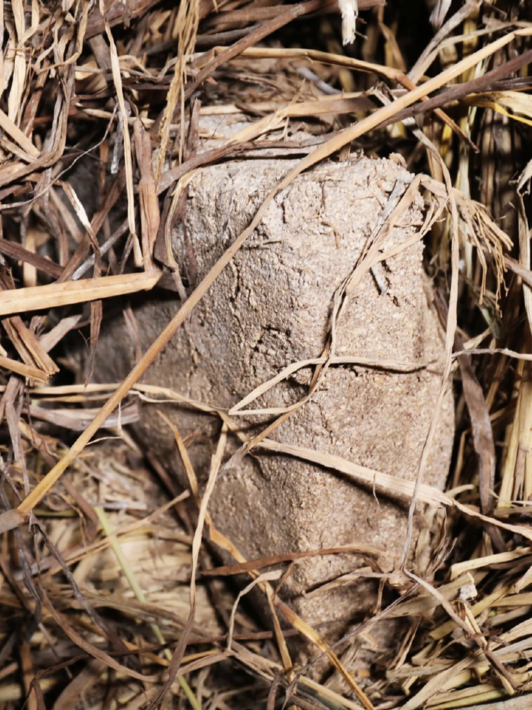 歇息的间隙，和酒厂制曲总工聊聊天
