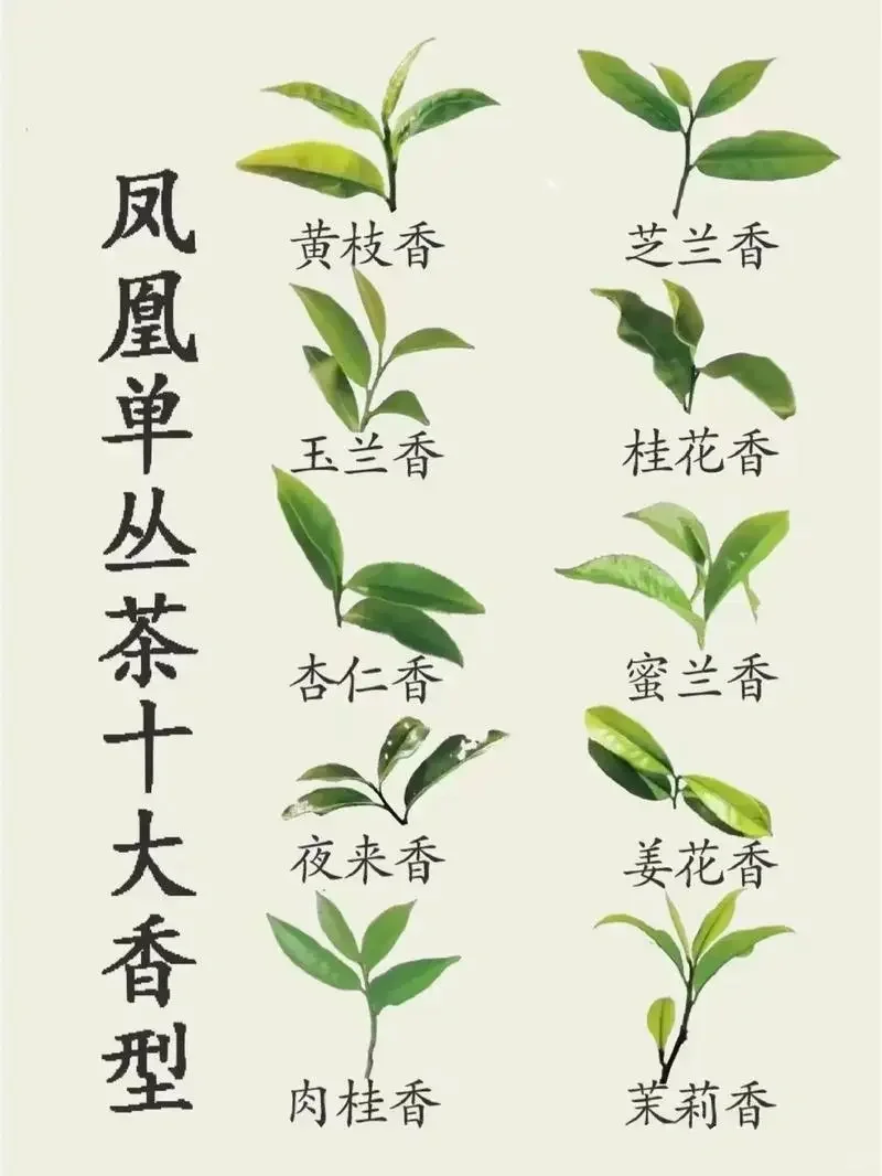 茶知识|凤凰单丛茶十大香型，6张图告诉你?