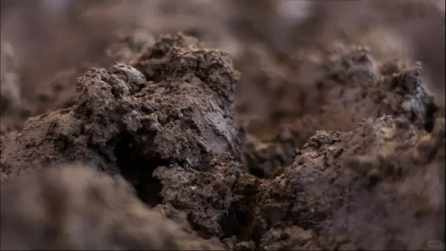 一两窖泥一两金:窖泥到底有什么用处?