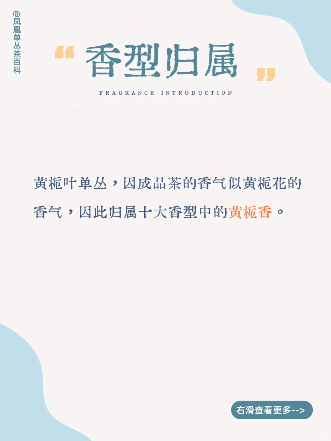 茶知识|黄栀叶单丛，黄栀香型 200多年树龄