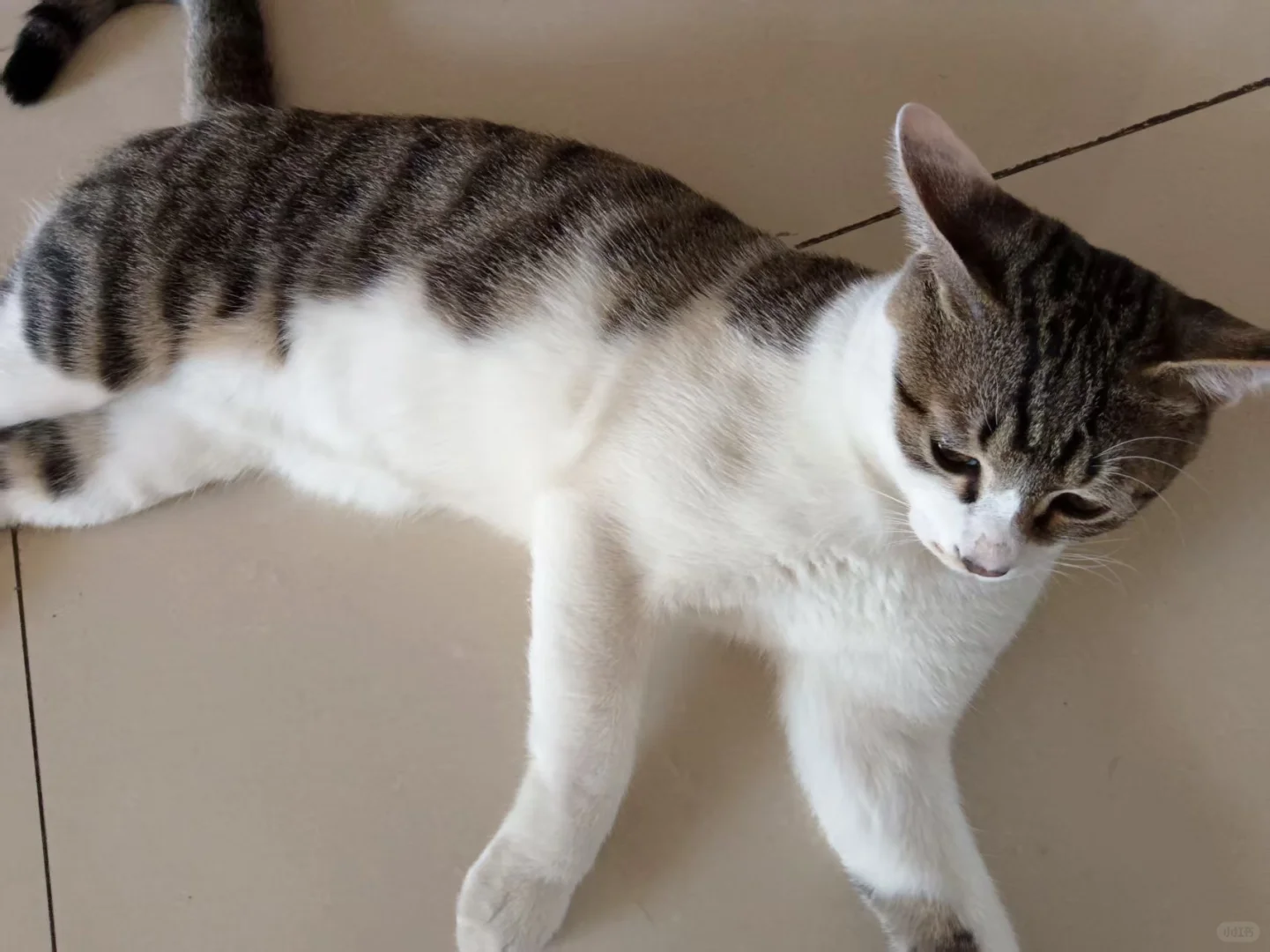 穷养猫之吃什么…五六块钱一斤的猫粮