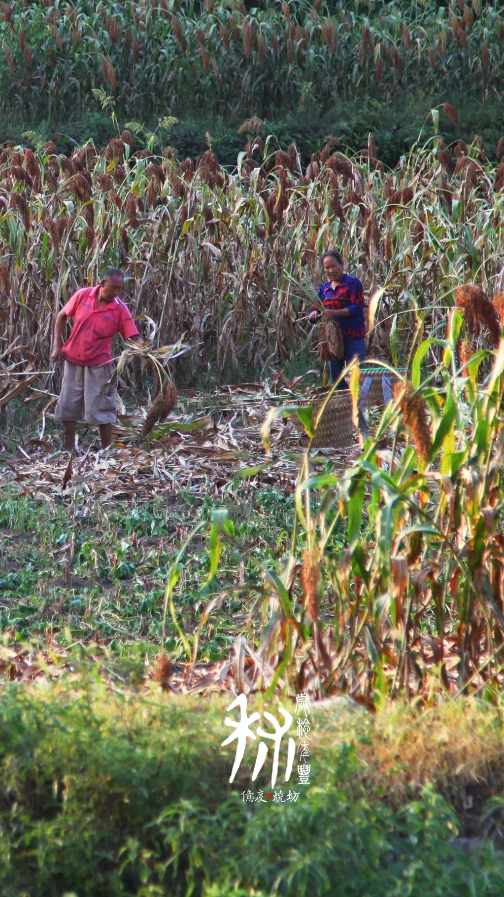 茅台镇的小红樱子糯高粱熟了