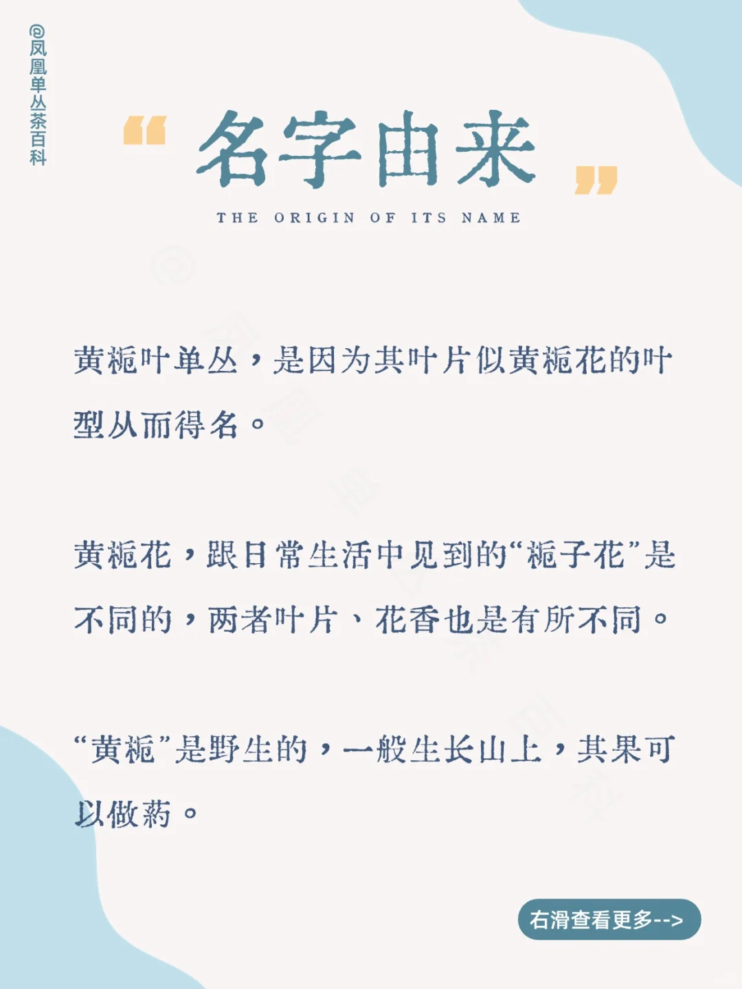 茶知识|黄栀叶单丛，黄栀香型 200多年树龄