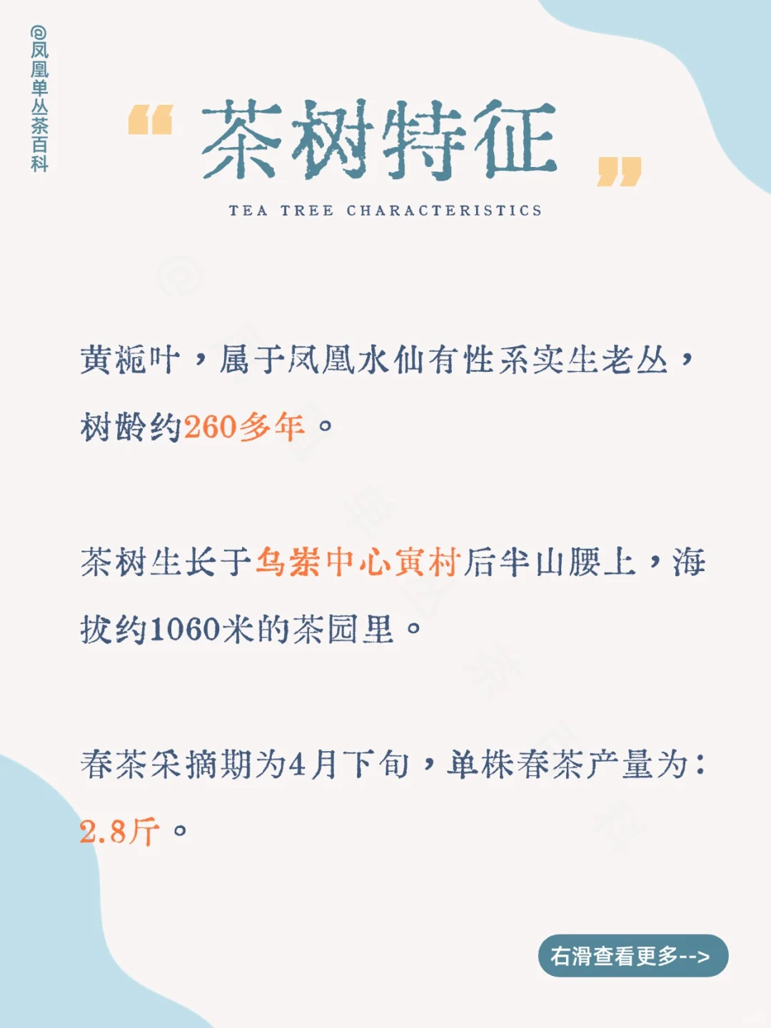 茶知识|黄栀叶单丛，黄栀香型 200多年树龄