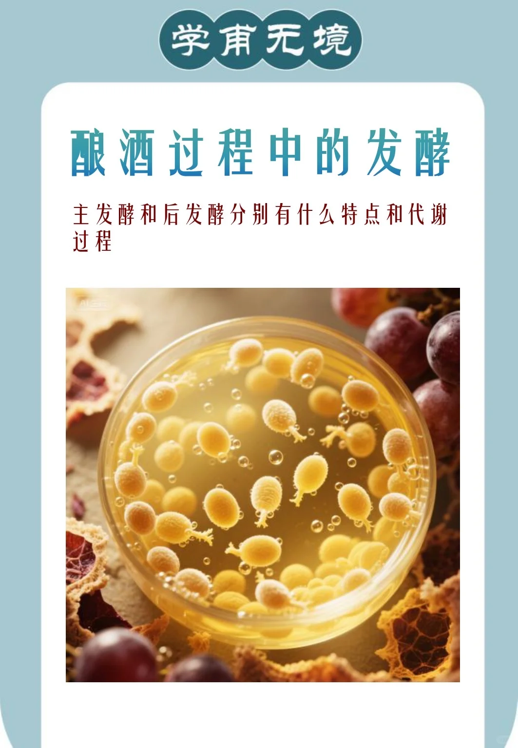 酿酒过程中的主发酵和后发酵释疑