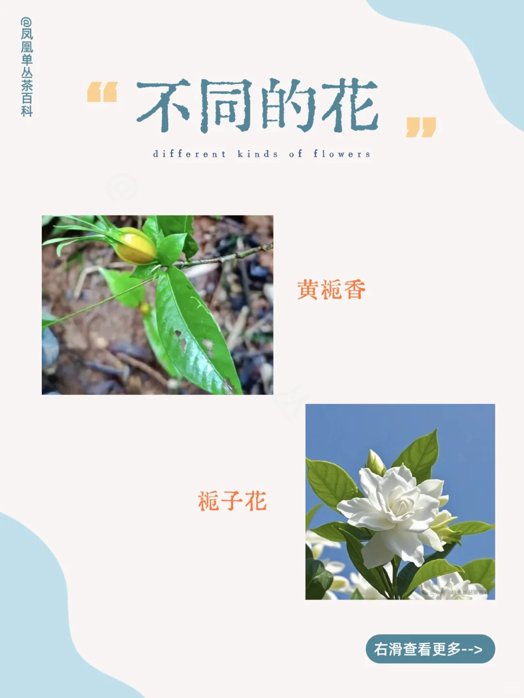 茶知识|黄栀叶单丛，黄栀香型 200多年树龄
