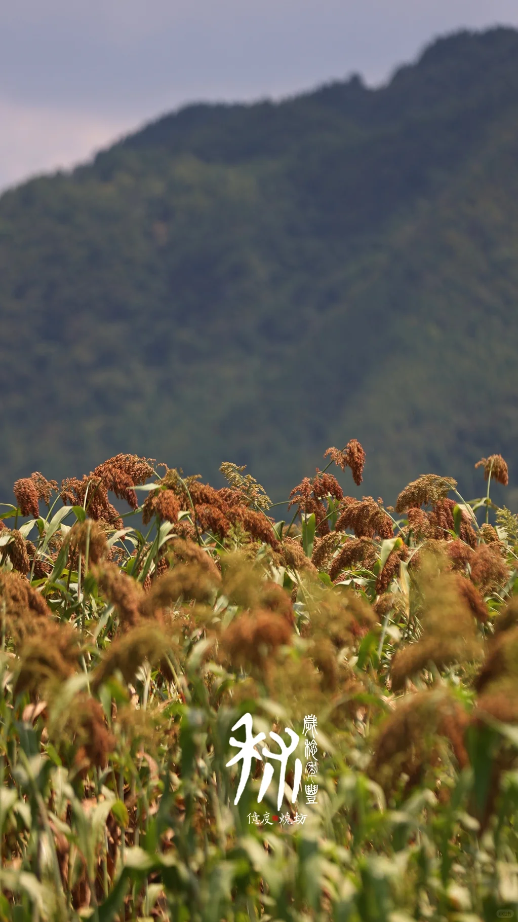 茅台镇的小红樱子糯高粱熟了