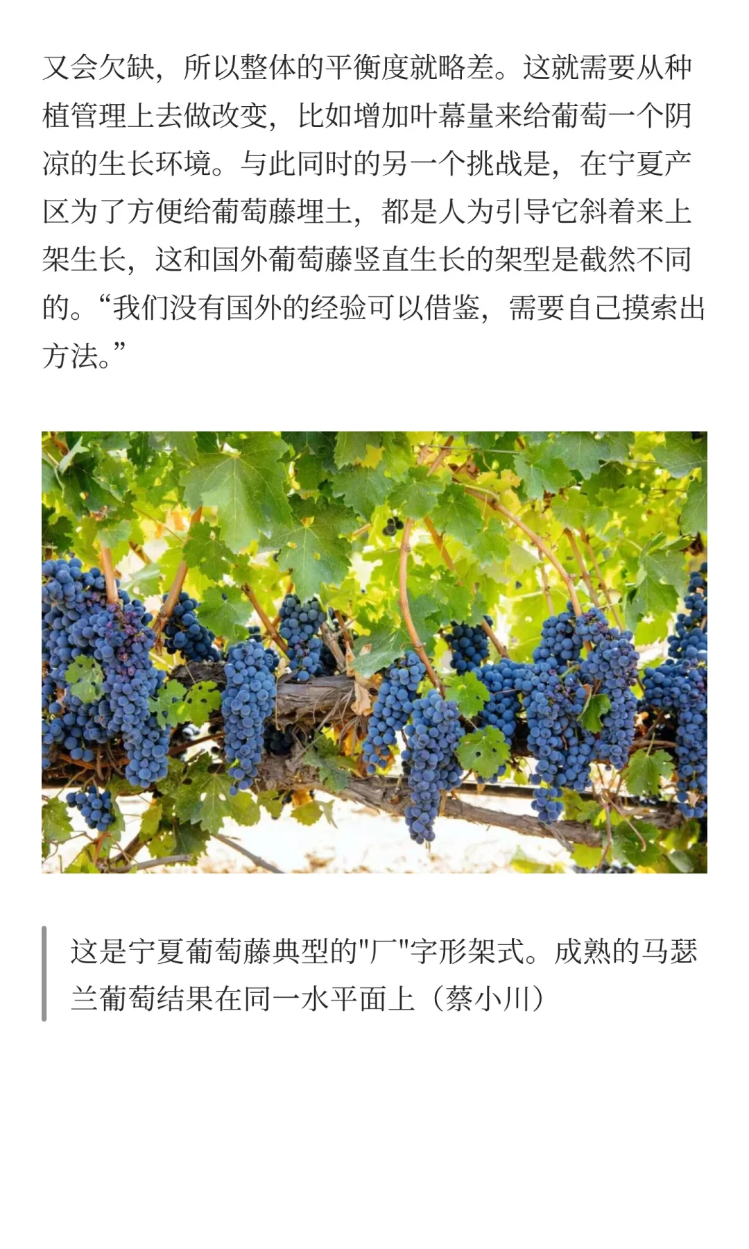 为什么不试试国产葡萄酒?