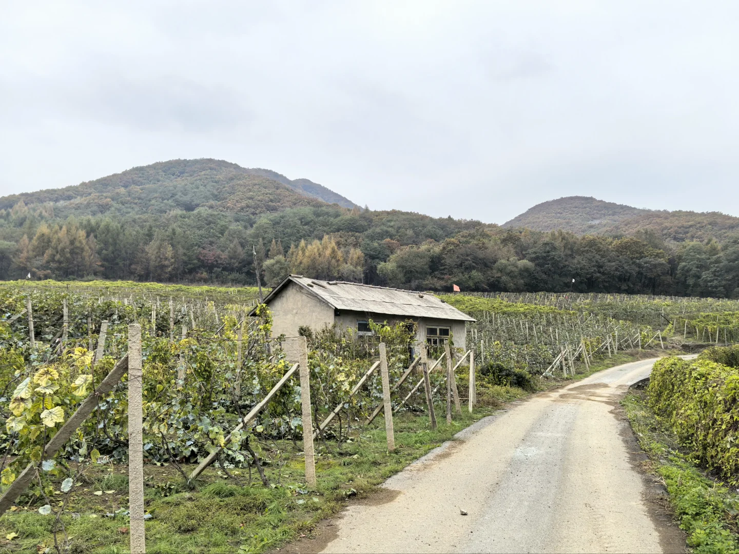 东北冰葡萄,什么时候火给我看啊??