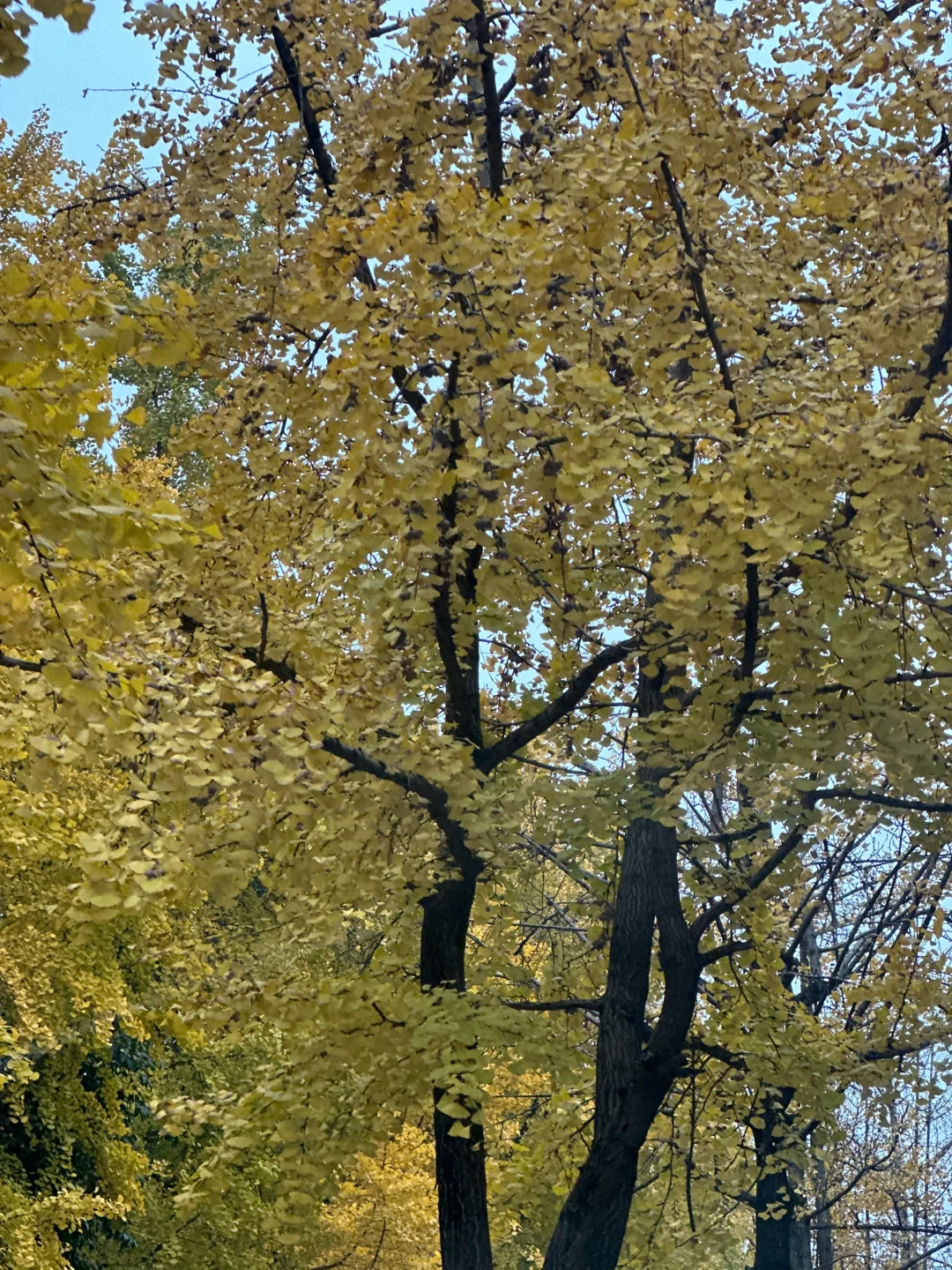 “敬自由、黄昏、书籍、冬天。”