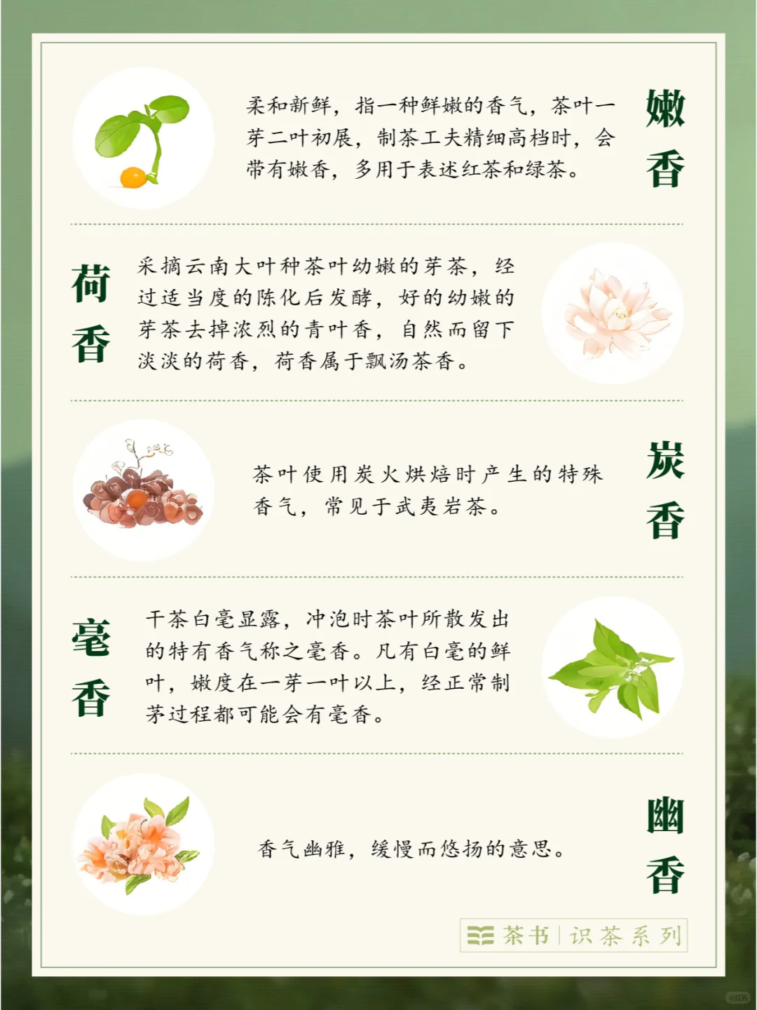 30种茶叶香型?，哪一种是你的心头爱？
