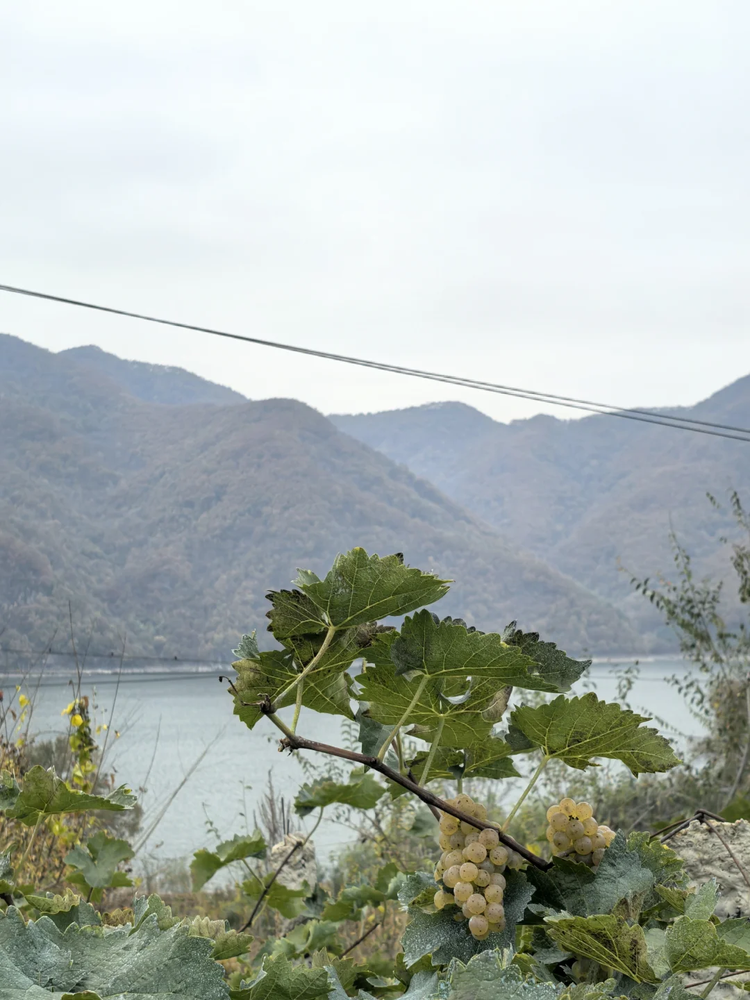 东北冰葡萄,什么时候火给我看啊??