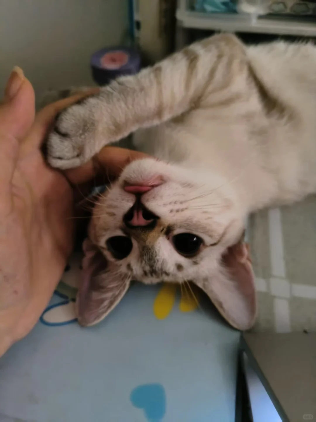 普本社招入美团酒旅的两年