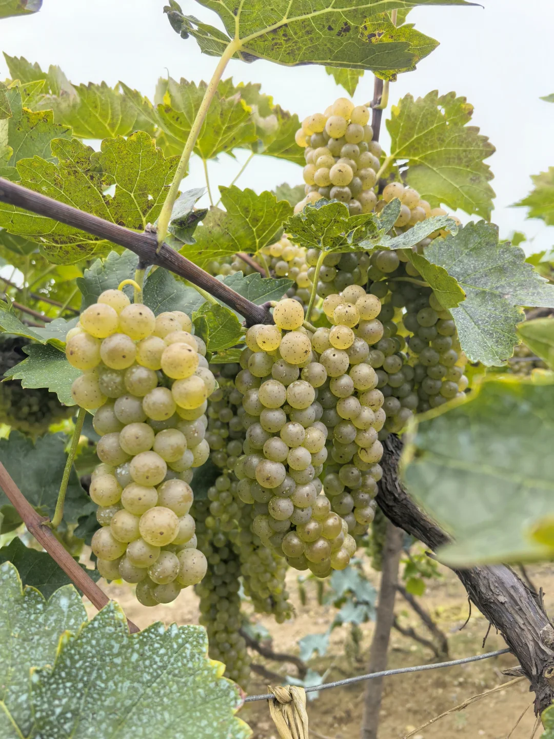 东北冰葡萄,什么时候火给我看啊??