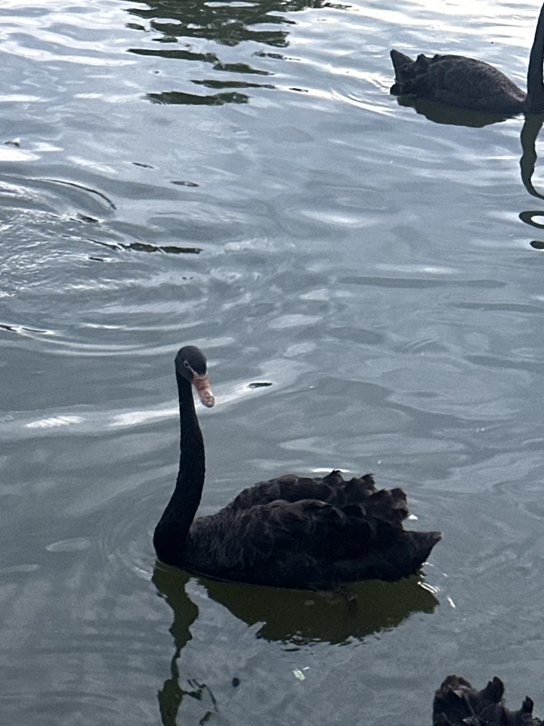 “敬自由、黄昏、书籍、冬天。”