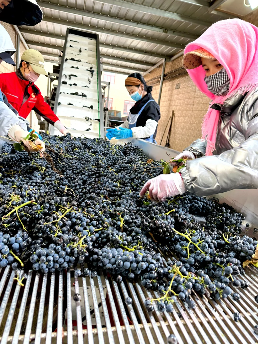 宁夏源头直发口粮红酒!踩箱喝不心疼!