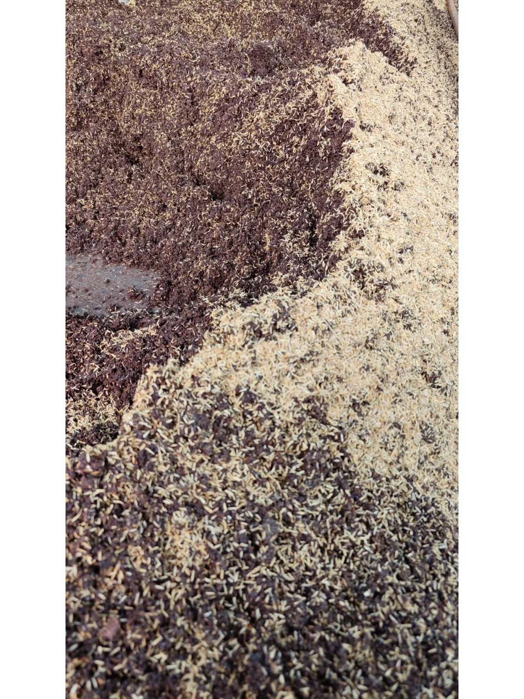 大曲酱香酒——坤沙工艺