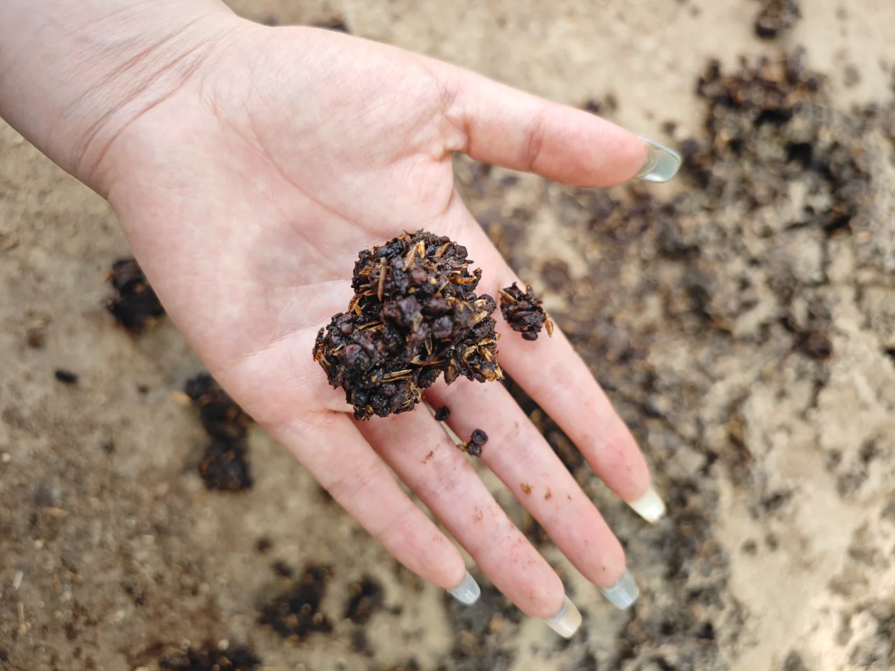 大曲酱香酒——坤沙工艺