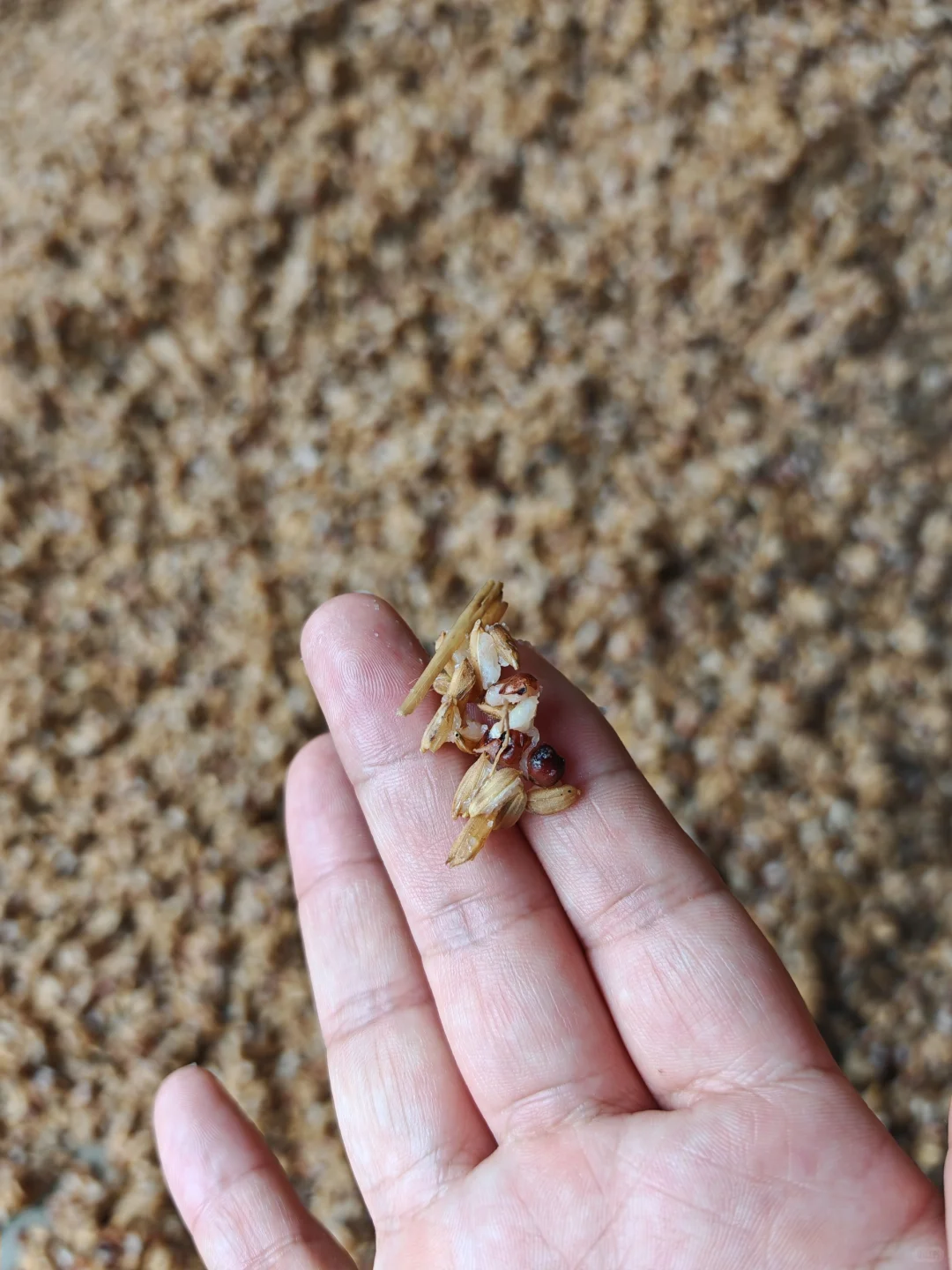 五谷杂粮,纯古法手艺