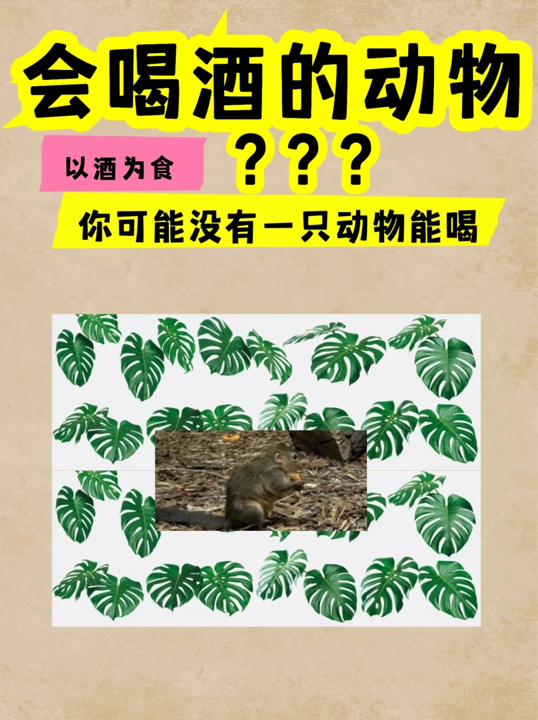 一只喝酒的动物：笔尾树鼩qu