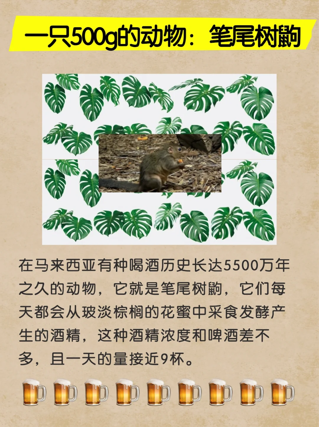 一只喝酒的动物：笔尾树鼩qu