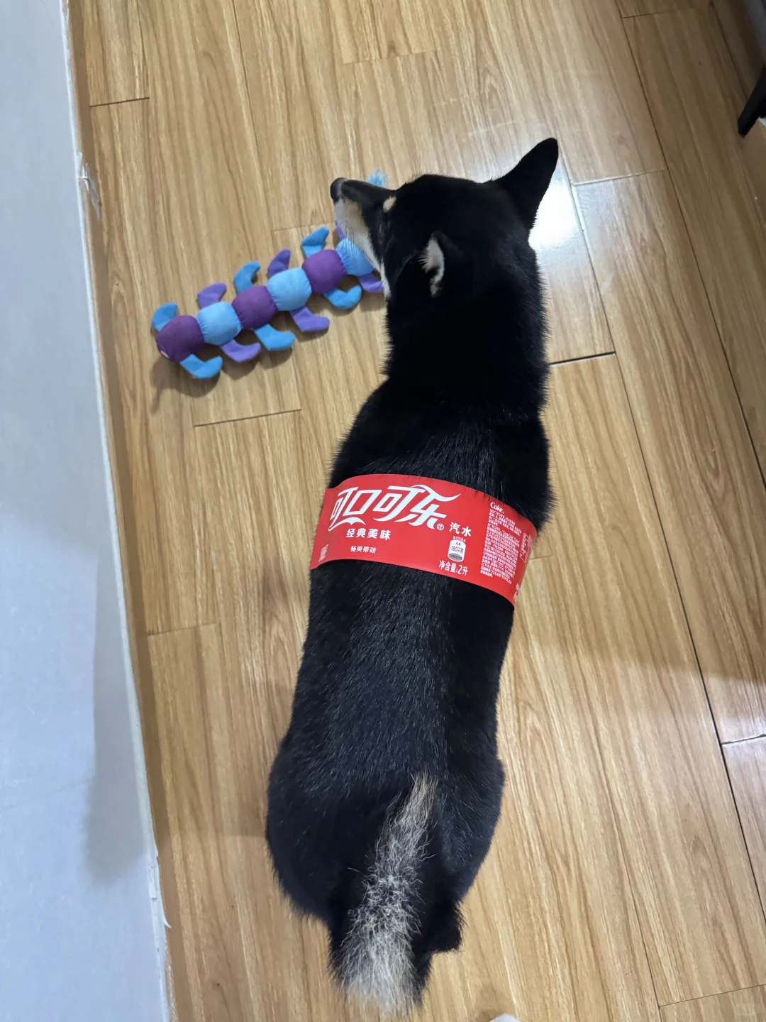 万圣节零成本cos，“可狗可乐”申请出战?‍♀️