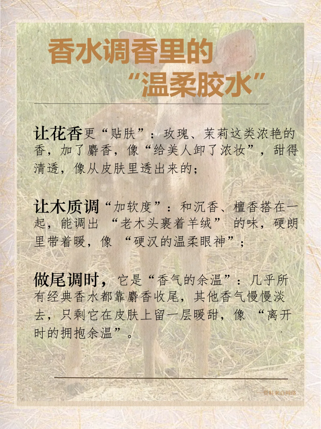 每天认识一种香料|麝香