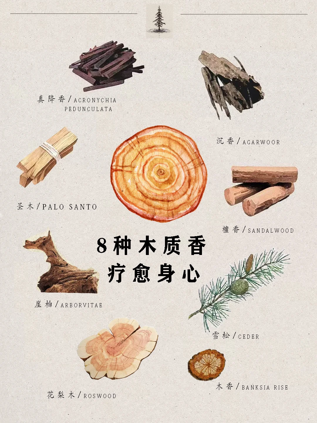 几种常见的木质香,很治愈~