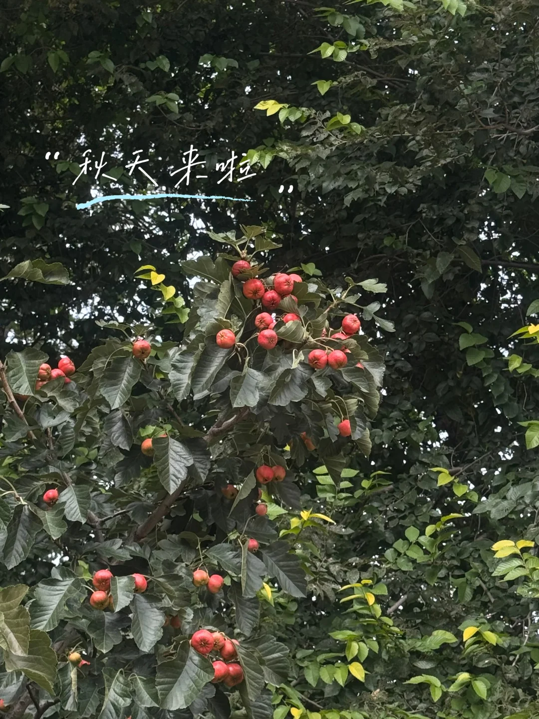 备课❤️｜高中化学 离子反应