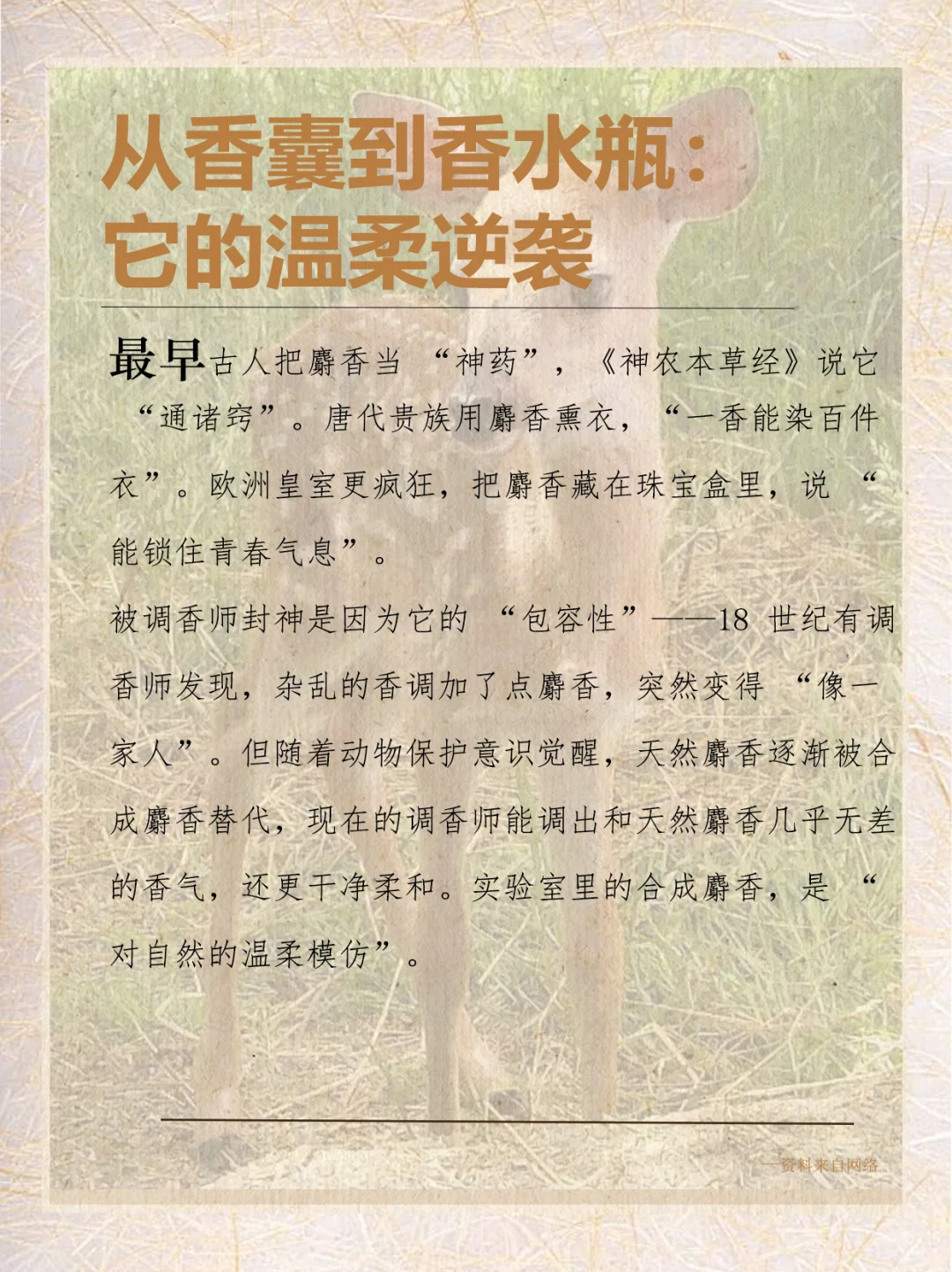 每天认识一种香料|麝香