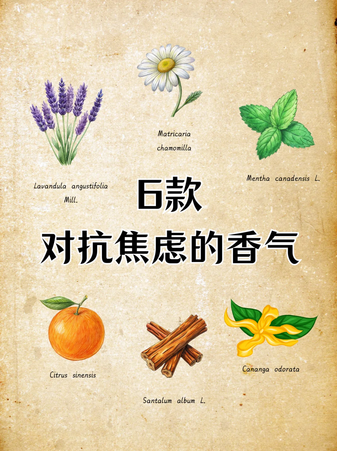 6 款「抗焦虑香气」,秒回松弛状态