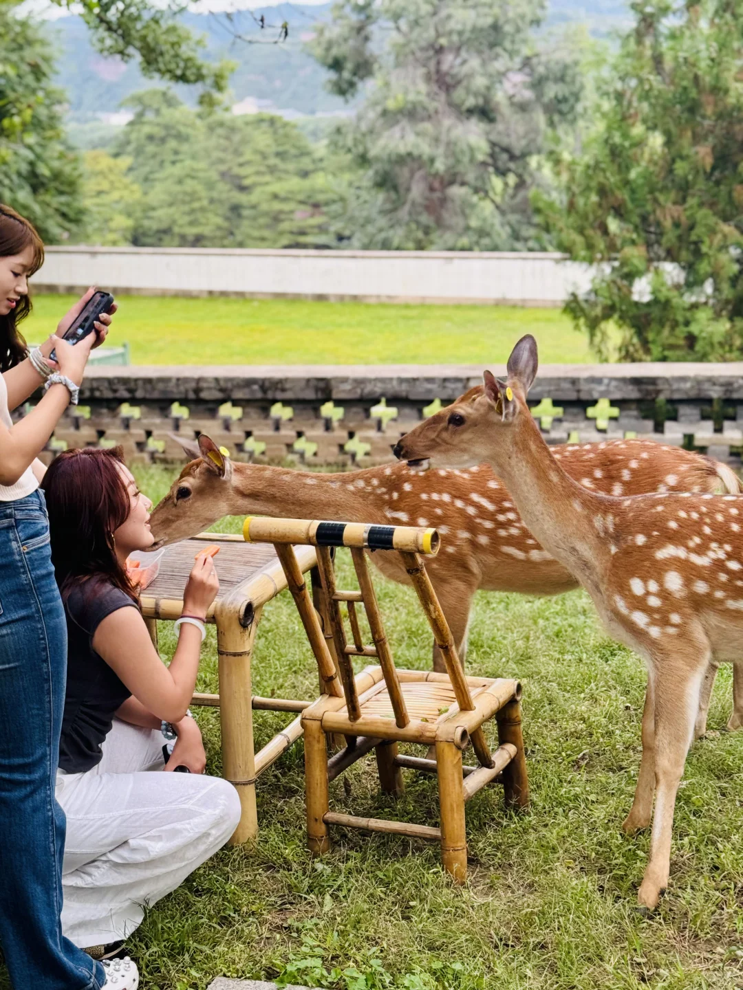 在承德吃下午茶天花板