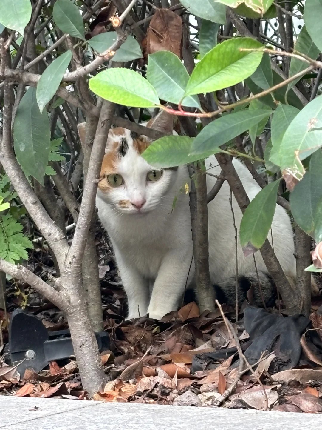 好漂亮的杏仁奶?