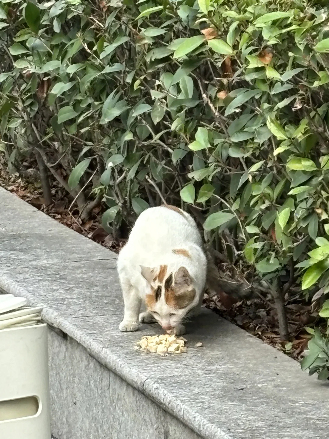 好漂亮的杏仁奶?