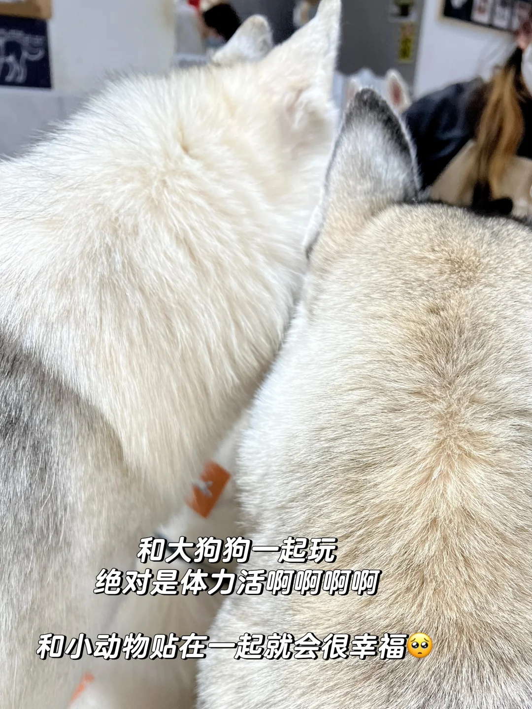 减脂期让自己幸福的20件小事